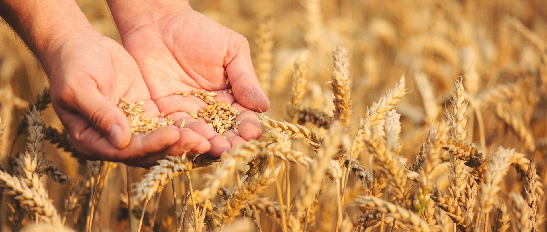 Episens By Invivo Du Grain De Bl Au Produit Fini Le Pain La