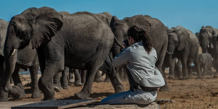 éléphants