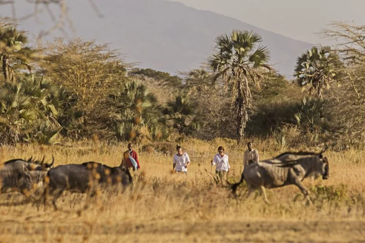 tanzanie chem chem safaris 3