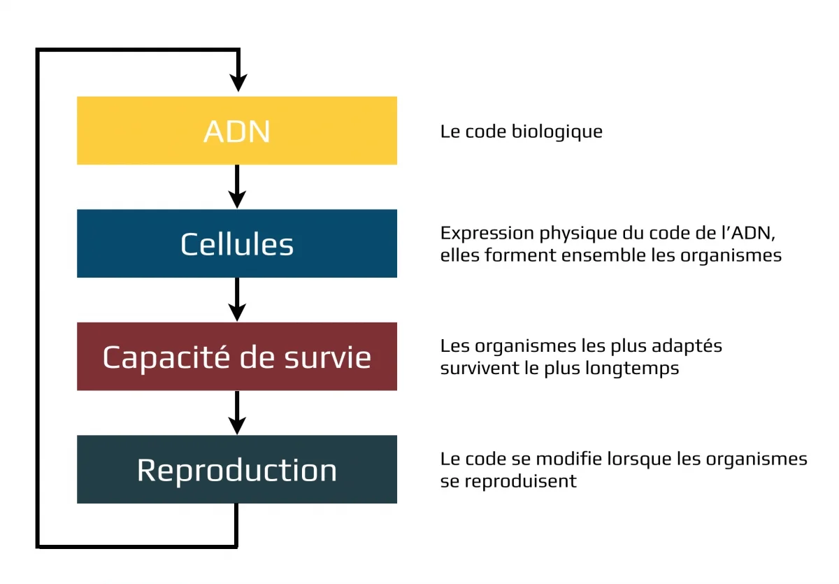 Système évolutionniste