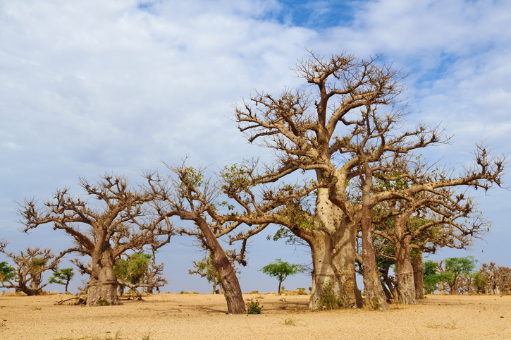 Afrique de l’Ouest