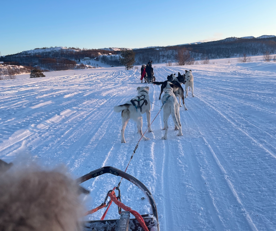 activité chien de traineau Norvège Hurtigruten